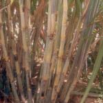 Cultivar which is commercially grown has a proven character and is used as a parent material.