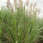 Good source of biomass, fibre, resistant to pest, tolerant to drought, waterlogging and salinity. A very good parent material.