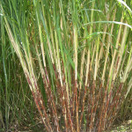 A cross between two wild species at F1 stage.