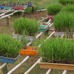 Population generated from the fuzz of the crosses done.