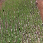 Population obtained from the crosses done and will be planted in the field for further evaluation.
