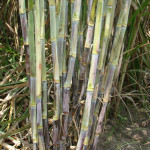 FI Hybrids from officinarum x wild Species (1)