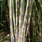 Good source of fibre, can be a good material for energy cane.
