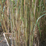 FI Hybrids from officinarum x wild Species (5)