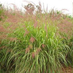 High tillering and waterlogging resistance. Used as a parent material.