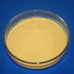 Viable pollen collected and processed ready for dusting on the female parent.