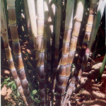 Good source for sucrose and yield. It is used as a parent material for varietal development programme and also for widening the genetic base.