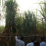 Sadhana Clones at  a client field