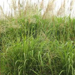 High tillering and waterlogging resistance. Used as a parent material.